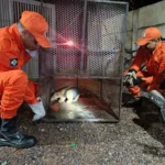 Bombeiros resgatam tamanduá-mirim em quintal em Confresa