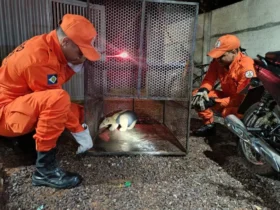 Bombeiros resgatam tamanduá-mirim em quintal em Confresa