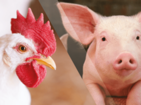 Custos de produção de frangos de corte e de suínos aumentam em novembro