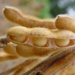 Demanda portuária e revisão de estoques aquecem negociações de soja no mercado spot