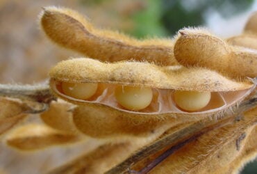 Demanda portuária e revisão de estoques aquecem negociações de soja no mercado spot