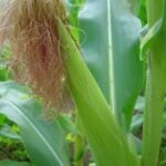 Câmara Setorial de Grãos discute impactos do clima na safra de milho