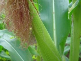 Câmara Setorial de Grãos discute impactos do clima na safra de milho