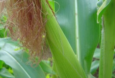 Câmara Setorial de Grãos discute impactos do clima na safra de milho