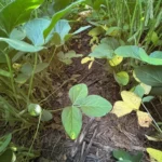 Doenças da soja exigem atenção redobrada no início da safra em Mato Grosso