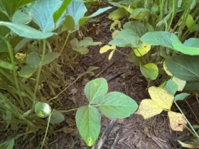 Doenças da soja exigem atenção redobrada no início da safra em Mato Grosso