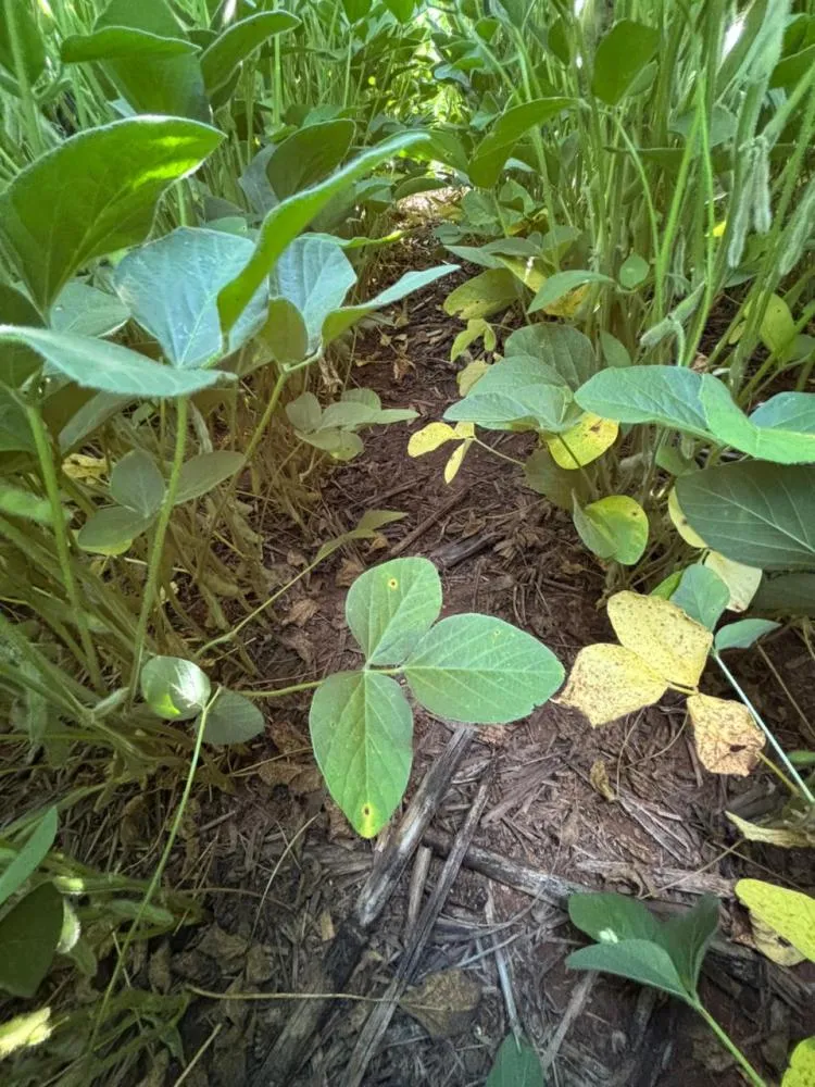 Doenças da soja exigem atenção redobrada no início da safra em Mato Grosso