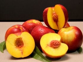 Embrapa lança nova nectarina, de vermelho intenso, para ciclo médio de produção