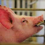 Mapa monitora avanço da peste suína africana na Europa e reforça protocolos para proteção do rebanho brasileiro