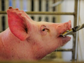 Mapa monitora avanço da peste suína africana na Europa e reforça protocolos para proteção do rebanho brasileiro