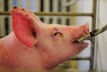 Mapa monitora avanço da peste suína africana na Europa e reforça protocolos para proteção do rebanho brasileiro