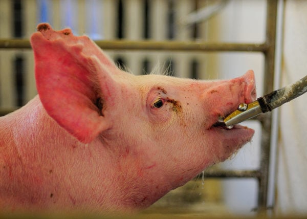 Mapa monitora avanço da peste suína africana na Europa e reforça protocolos para proteção do rebanho brasileiro