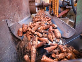 Esmagamento de mandioca tem forte queda; preços caem menos