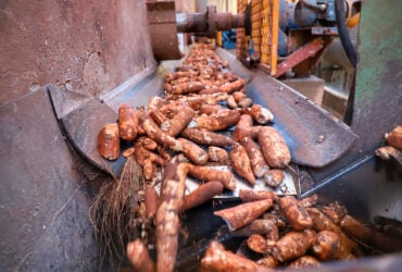 Esmagamento de mandioca tem forte queda; preços caem menos