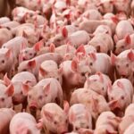 Exportação, preços e produção de suínos devem seguir firmes em 2026