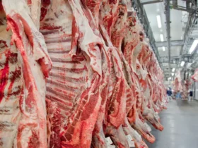 Exportações de carnes de MT crescem 43,12% e ultrapassam US$ 3,8 bilhões em 2025