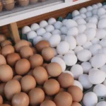 Exportações de ovos mantém alta de 5,8% em novembro