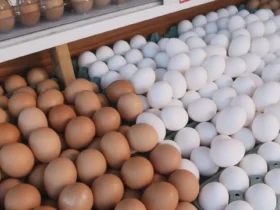 Exportações de ovos mantém alta de 5,8% em novembro