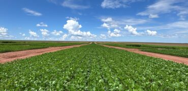 Estudo sobre crescimento sustentável de empresa de agro mato-grossense ganha projeção internacional