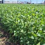 Recuperação hídrica traz alívio, mas Fundação Rio Verde alerta para risco elevado de doenças e pragas na fase crucial da safra 2025/26