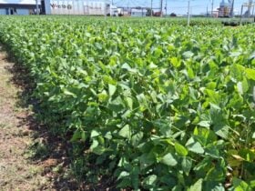 Recuperação hídrica traz alívio, mas Fundação Rio Verde alerta para risco elevado de doenças e pragas na fase crucial da safra 2025/26