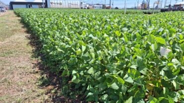 Recuperação hídrica traz alívio, mas Fundação Rio Verde alerta para risco elevado de doenças e pragas na fase crucial da safra 2025/26