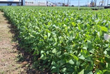 Recuperação hídrica traz alívio, mas Fundação Rio Verde alerta para risco elevado de doenças e pragas na fase crucial da safra 2025/26