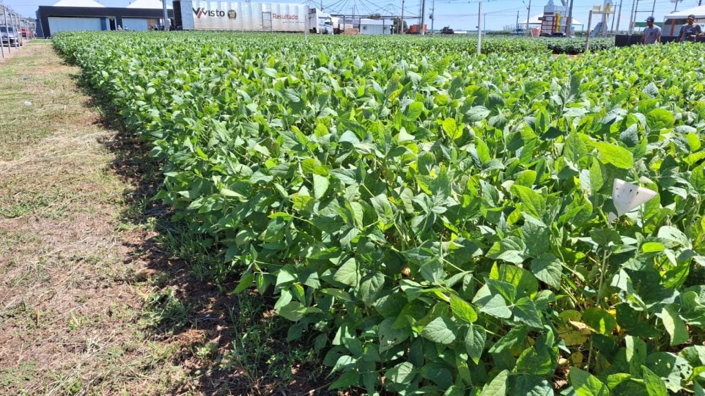 Recuperação hídrica traz alívio, mas Fundação Rio Verde alerta para risco elevado de doenças e pragas na fase crucial da safra 2025/26