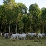 Governador de Mato Grosso sanciona política de sustentabilidade da pecuária