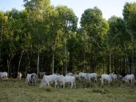 Governador de Mato Grosso sanciona política de sustentabilidade da pecuária