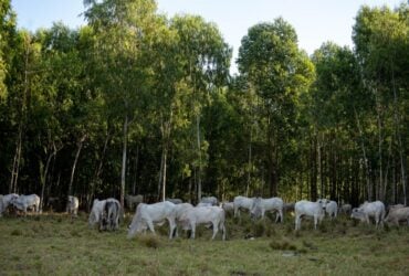 Governador de Mato Grosso sanciona política de sustentabilidade da pecuária