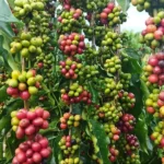 Investimentos impulsionam a cafeicultura em Mato Grosso