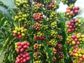 Investimentos impulsionam a cafeicultura em Mato Grosso