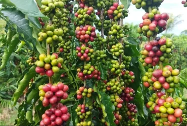 Investimentos impulsionam a cafeicultura em Mato Grosso