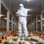 Caso isolado de gripe aviária em Cuiabá mobiliza autoridades e reforça vigilância sanitária