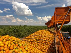 Safra 25/26 de citros pode ficar abaixo de 300 mi de caixas pelo 2º ano