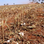 INDEA conclui vazio sanitário do algodão no "Nortão" com fiscalização reforçada por drones e notificações