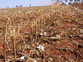 INDEA conclui vazio sanitário do algodão no "Nortão" com fiscalização reforçada por drones e notificações