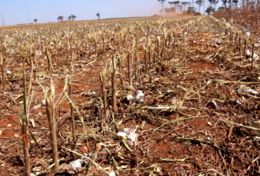 INDEA conclui vazio sanitário do algodão no "Nortão" com fiscalização reforçada por drones e notificações
