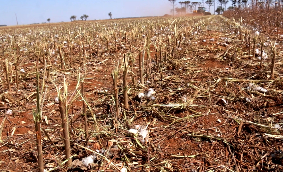 INDEA conclui vazio sanitário do algodão no "Nortão" com fiscalização reforçada por drones e notificações