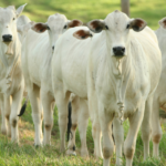 IPPA cai em novembro, mas acumula alta de 10% no ano