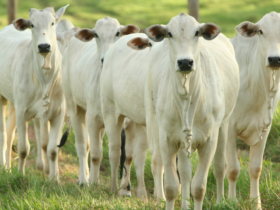 IPPA cai em novembro, mas acumula alta de 10% no ano