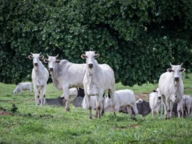 Campanha de Atualização de Estoque de Rebanhos entra na reta final