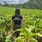 Inspeções fitossanitárias garantem sanidade do tabaco gaúcho e ampliam acesso a mercados internacionais