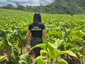 Inspeções fitossanitárias garantem sanidade do tabaco gaúcho e ampliam acesso a mercados internacionais