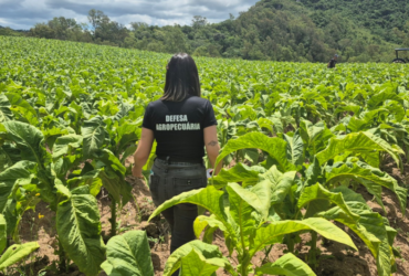 Inspeções fitossanitárias garantem sanidade do tabaco gaúcho e ampliam acesso a mercados internacionais