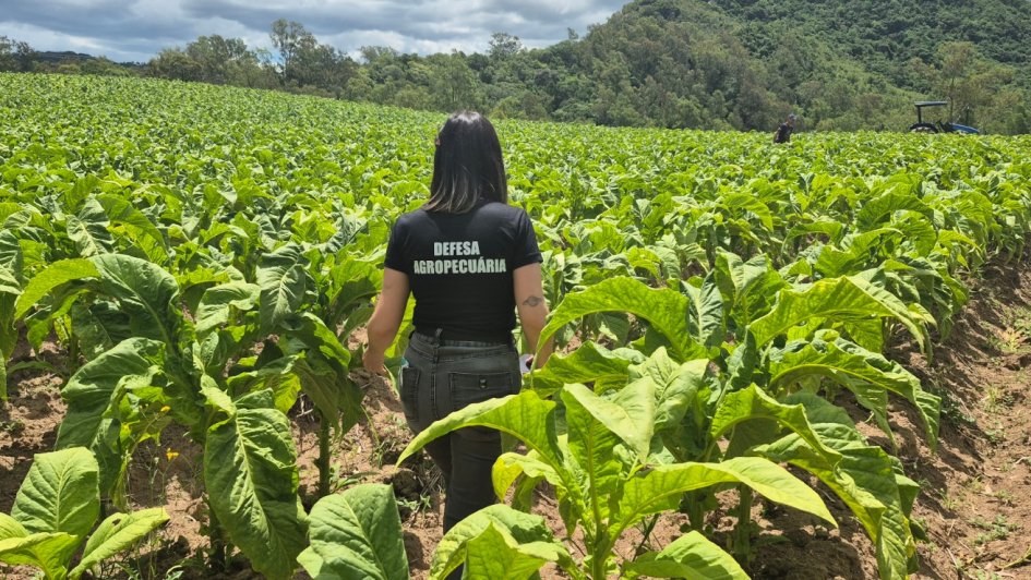Inspeções fitossanitárias garantem sanidade do tabaco gaúcho e ampliam acesso a mercados internacionais
