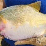 Integração de espécies eleva produtividade e reforça sustentabilidade na piscicultura amazônica