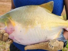 Integração de espécies eleva produtividade e reforça sustentabilidade na piscicultura amazônica