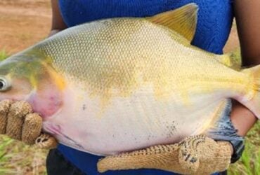 Integração de espécies eleva produtividade e reforça sustentabilidade na piscicultura amazônica